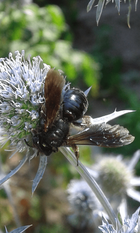 Apidae Andreninae: Andrena morio